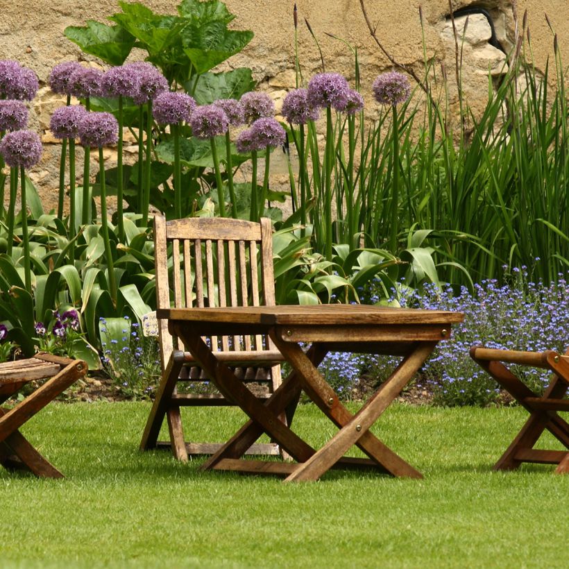 Allium Globemaster - Zierlauch (Plant habit)