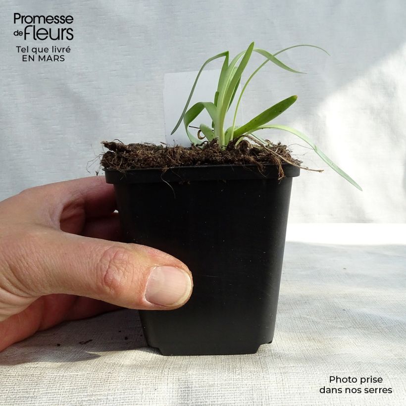 Example of Allium Millenium - Zierlauch Kleine Töpfe von 8/9 cm as you get in printemps