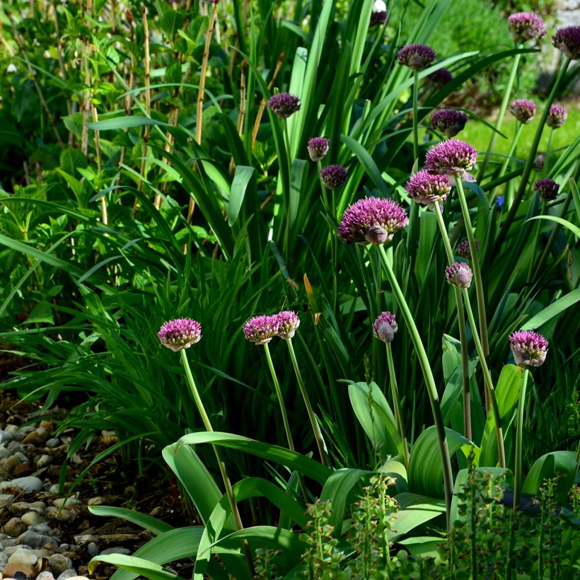 Allium Ostara - Zierlauch (Wuchs)