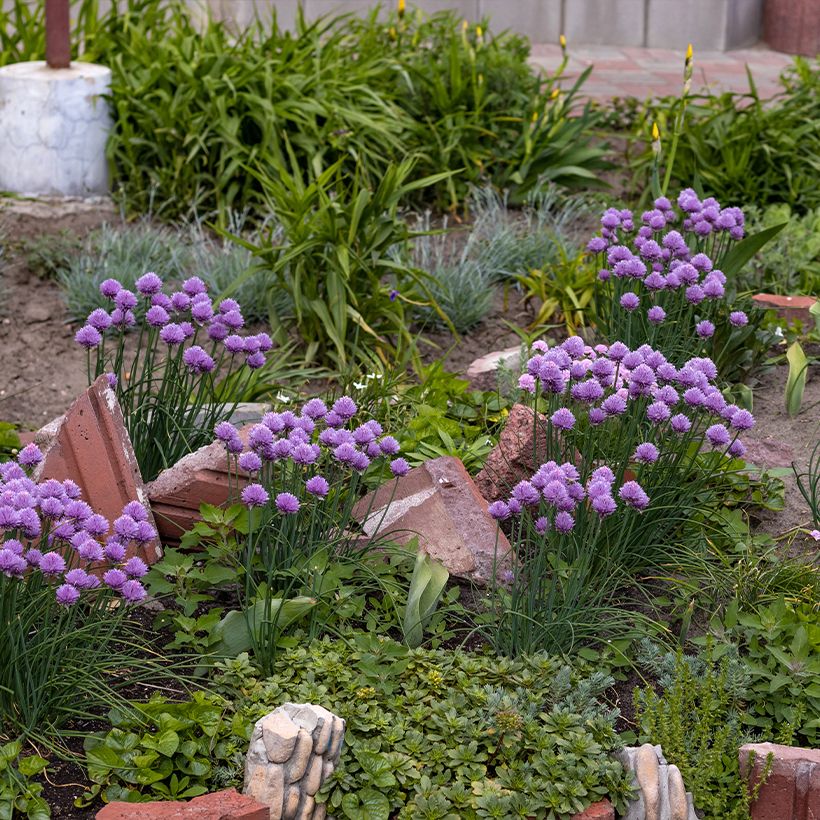 Allium Serendipity - Zierlauch (Wuchs)