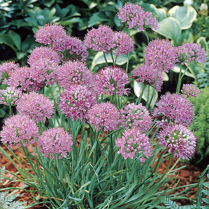 Allium angulosum - Kanten-Lauch (Wuchs)