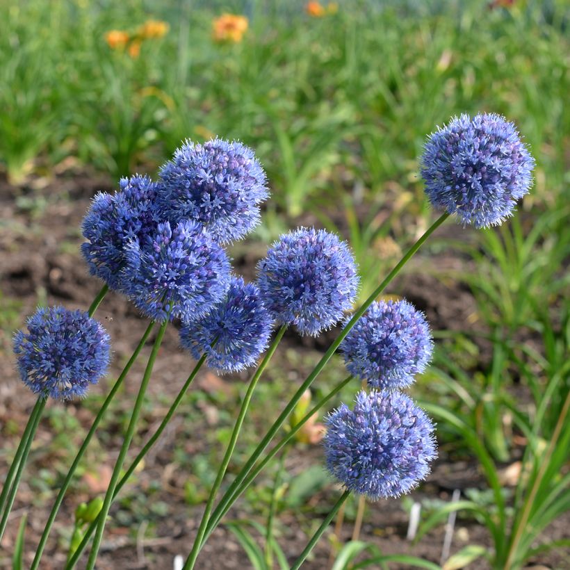 Allium caeruleum - Flieder-Lauch (Wuchs)