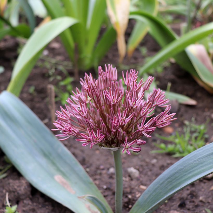 Allium nevskianum - Blauzungen-Lauch (Wuchs)