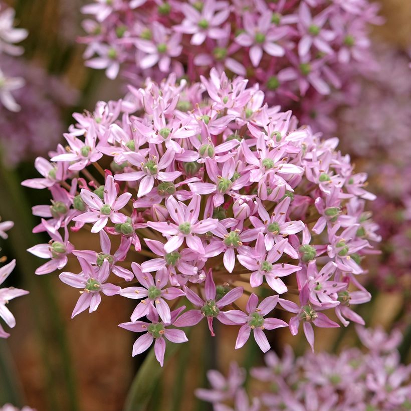 Allium nigrum Pink Jewel - Zierlauch (Blüte)