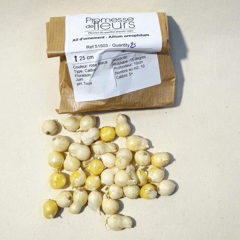 Beispiel eines Exemplars von Allium oreophilum - Rosen-Zwerglauch Zwiebel Kaliber/Größe 3 wie geliefert