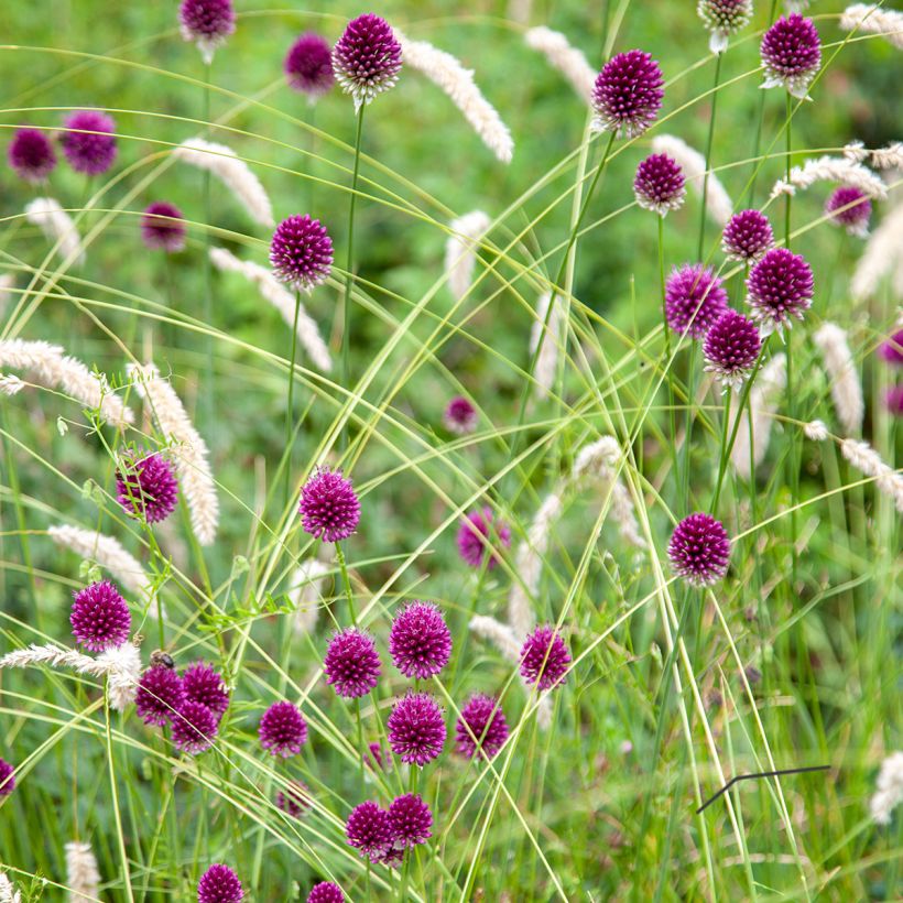 Allium sphaerocephalon - Kugellauch (Plant habit)