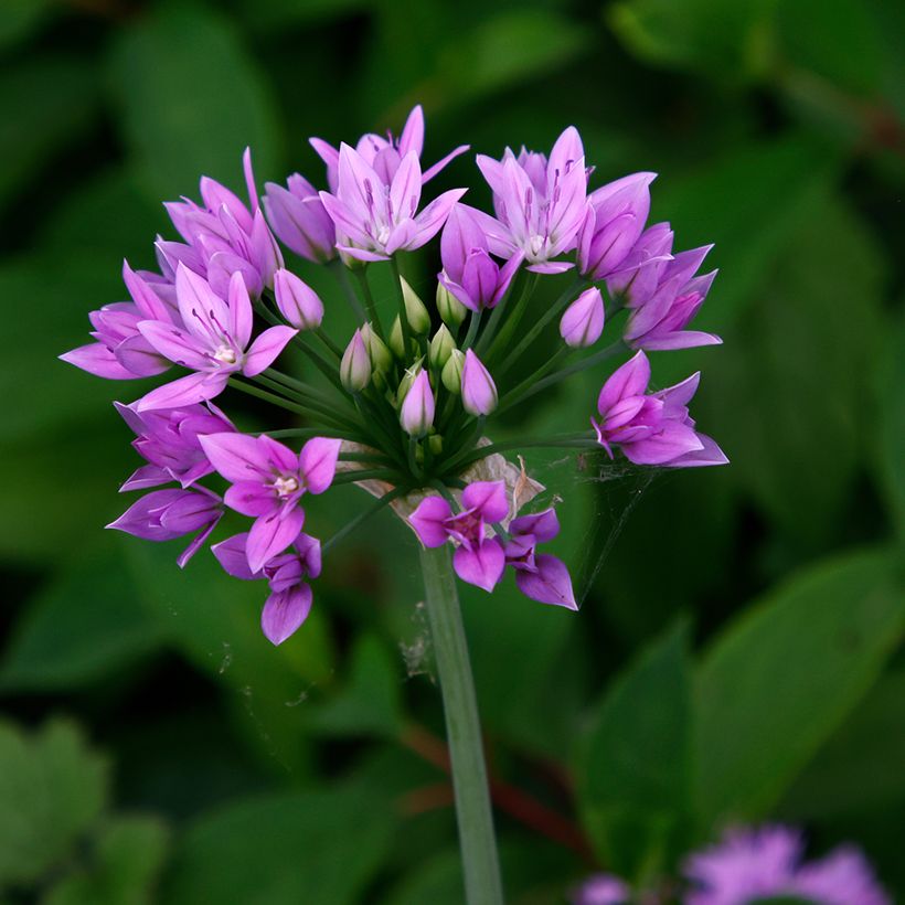 Allium unifolium Eros - Einblättriger Lauch (Blüte)