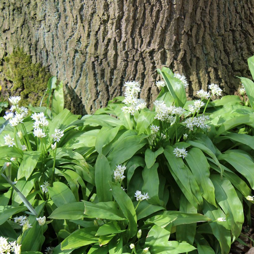 Allium ursinum im Topf - Bärlauch (Wuchs)