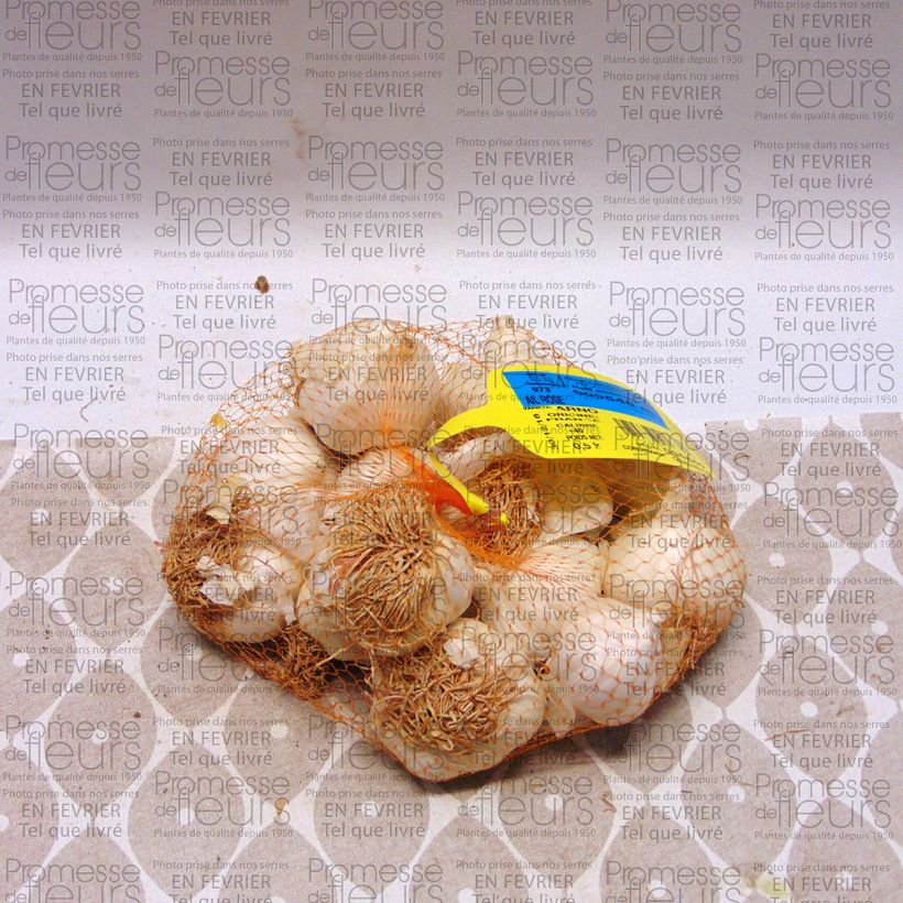 Beispiel eines Exemplars von Knoblauch Arno Stück Kaliber/Größe 28/40 mm wie geliefert