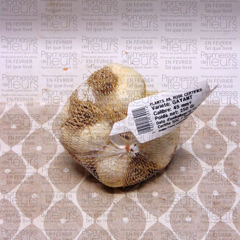 Example of Knoblauch Gayant Stück Kaliber/Größe 28/40 mm as you get