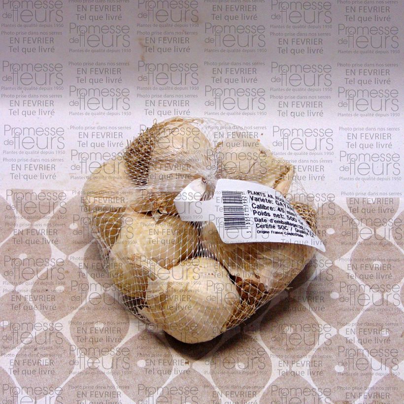 Example of Knoblauch Gayant Stück Kaliber/Größe 28/40 mm as you get