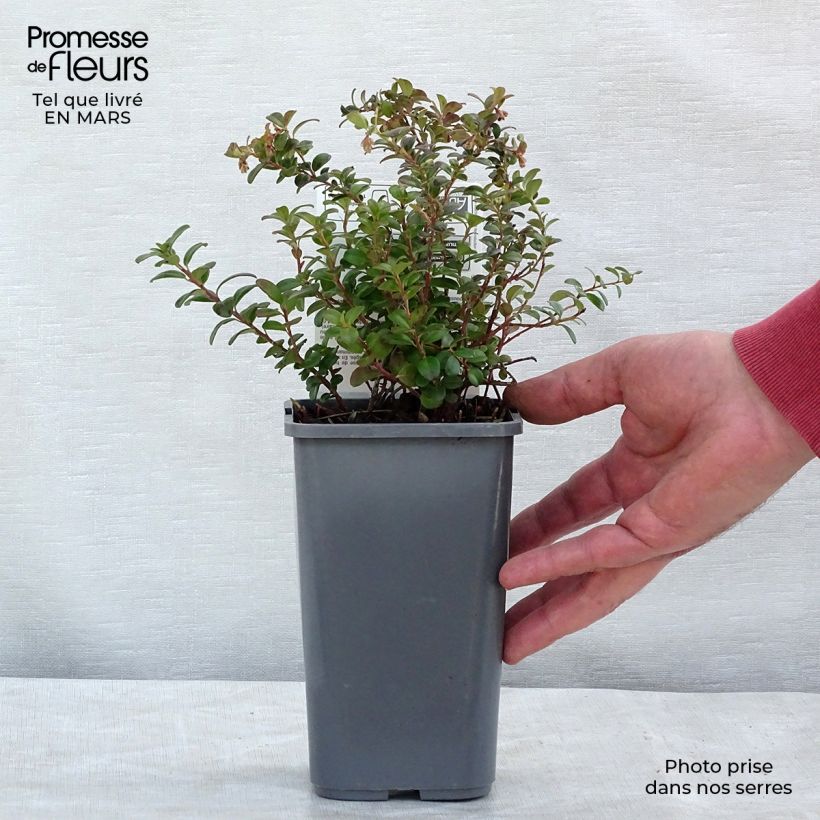 Example of Preiselbeere Bio - Vaccinium vitis idaea Topf mit 1L/1,5L, Strauch as you get in printemps