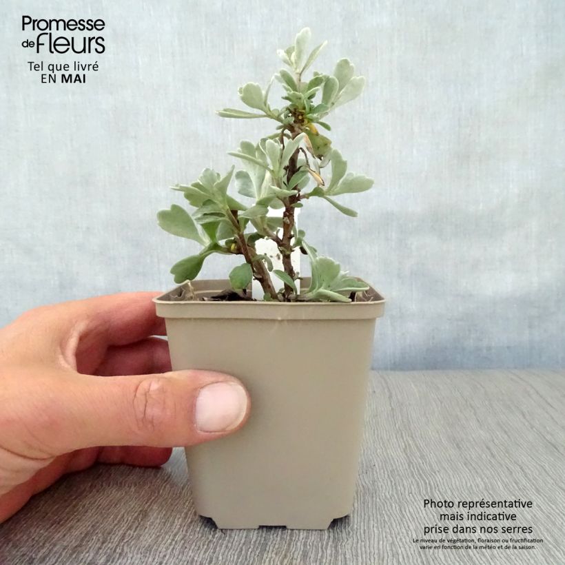 Exemplar von Ajania pacifica Gold and Silver - Gold-und-Silber-Chrysantheme Kleine Töpfe von 8/9 cm wie im Frühjahr geliefert