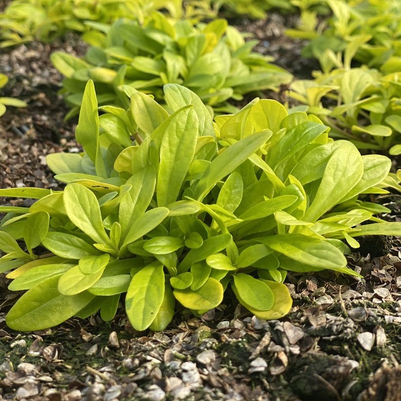 Ajuga Cordial Canary - Kriechender Günsel (Wuchs)