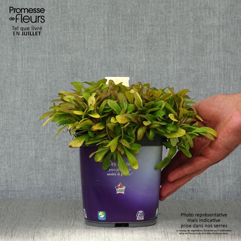 Exemplar von Ajuga Petite Parakeet - Kriechender Günsel Topf mit 2L/3L wie im Sommer geliefert