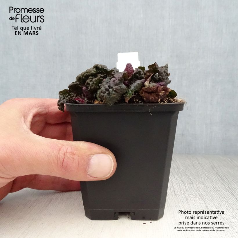 Exemplar von Ajuga pyramidalis Metallica Crispa - Pyramiden-Günsel Kleine Töpfe von 8/9 cm wie im Frühjahr geliefert