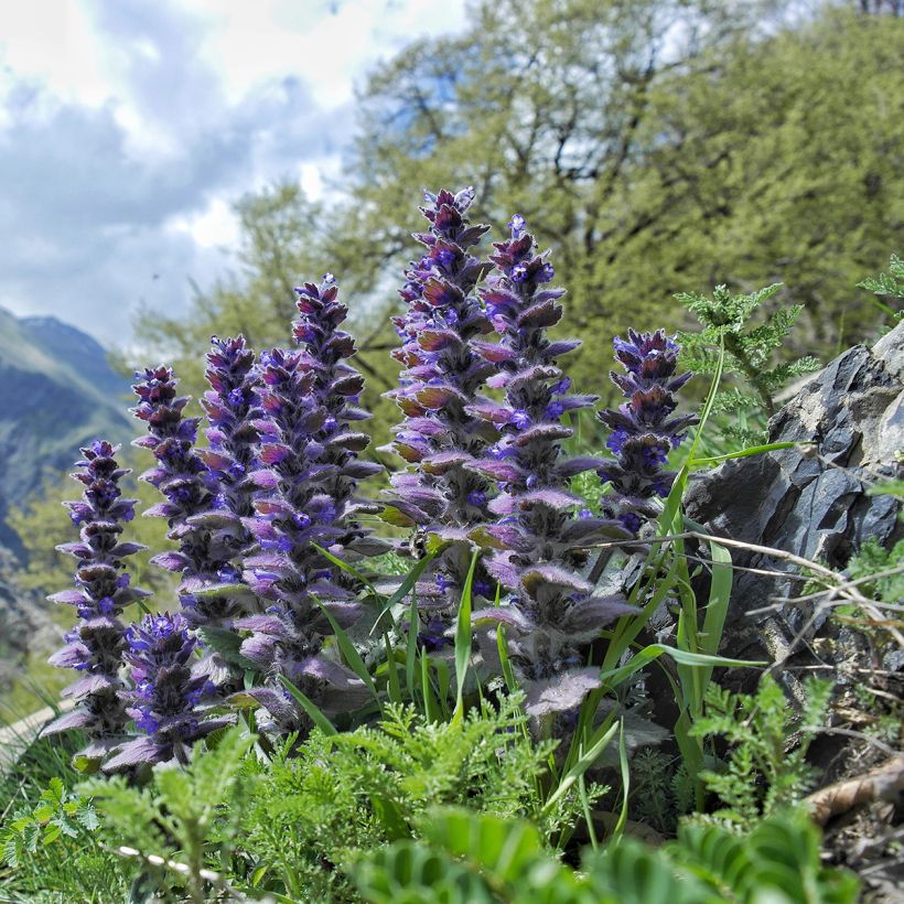Ajuga pyramidalis - Pyramiden-Günsel (Wuchs)