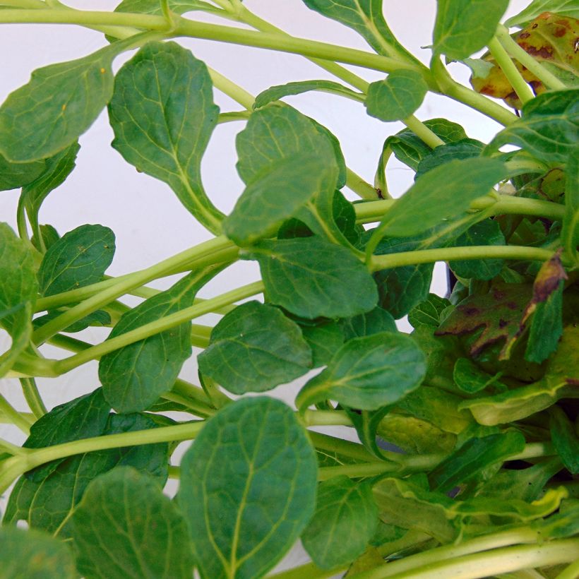 Ajuga reptans Alba - Kriechender Günsel (Foliage)