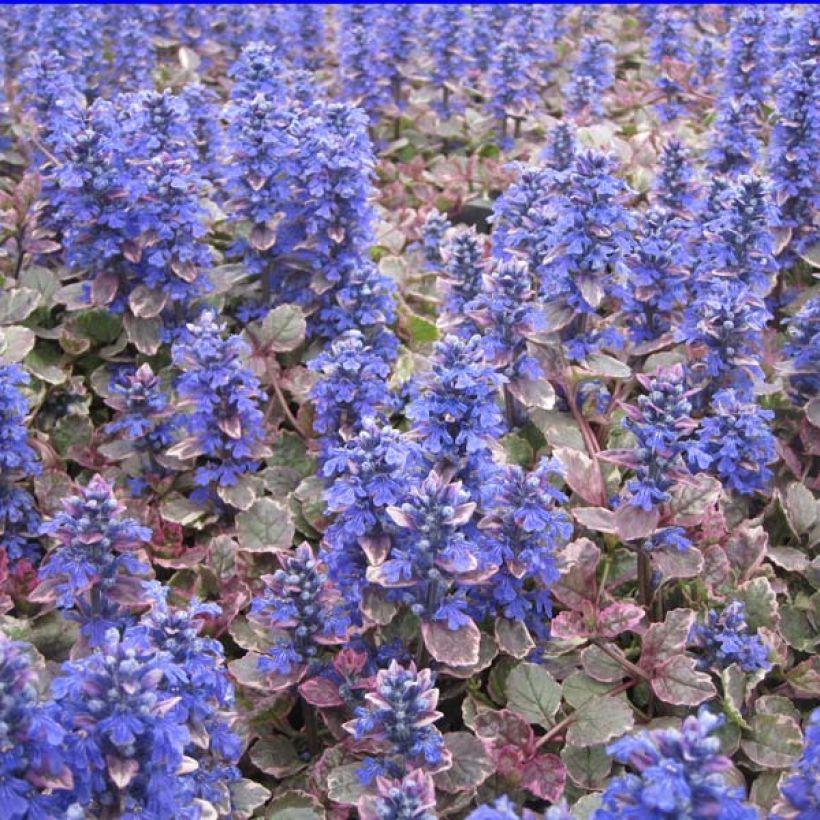 Ajuga reptans Burgundy Glow - Kriechender Günsel (Plant habit)