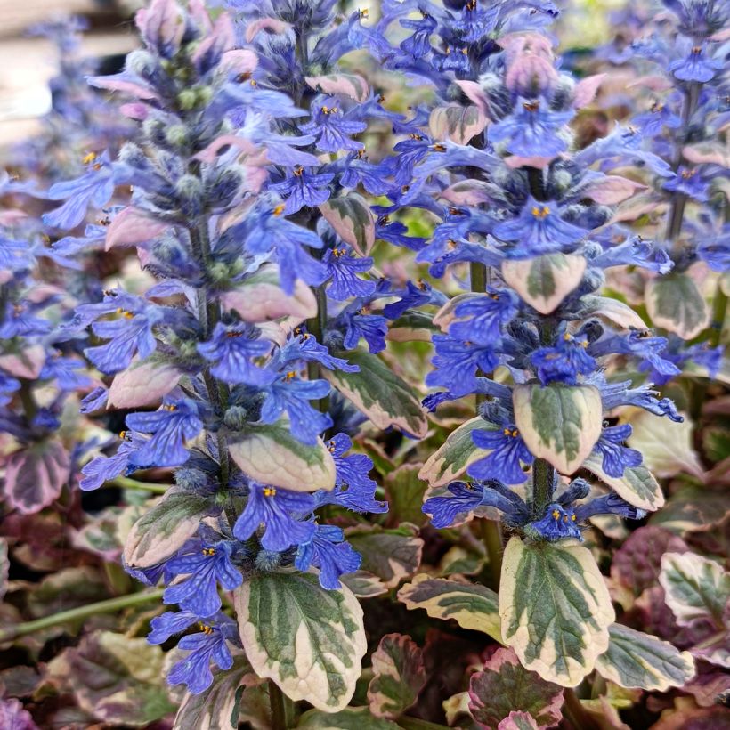 Ajuga reptans Burgundy Glow - Kriechender Günsel (Blüte)