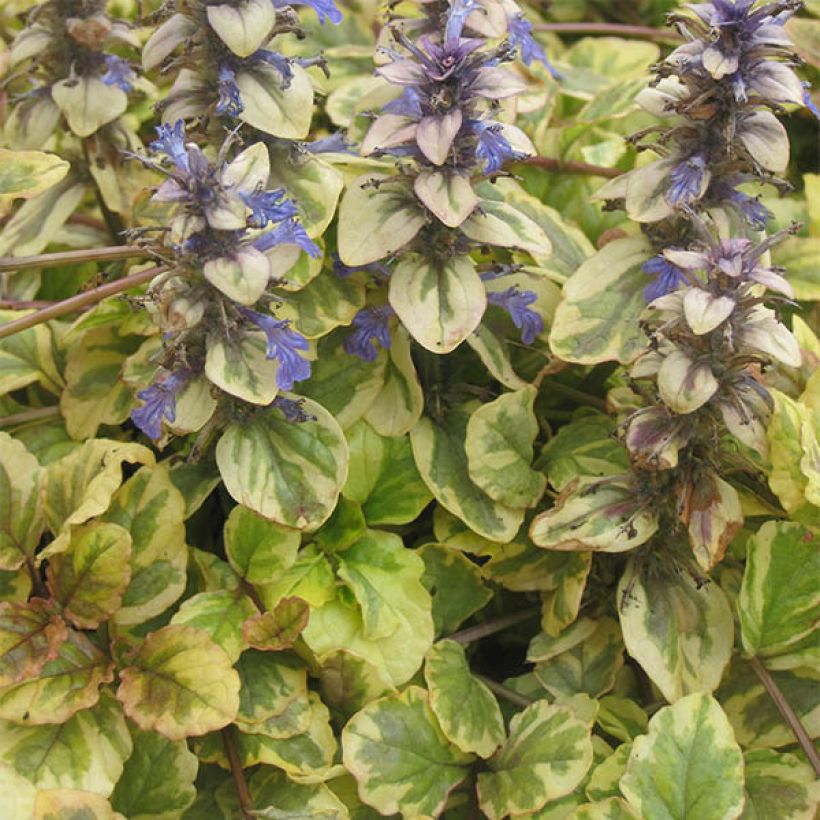 Ajuga reptans Golden Glow - Kriechender Günsel (Wuchs)