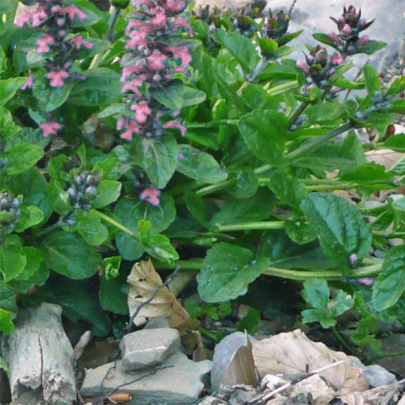 Ajuga reptans Pink Elf - Kriechender Günsel (Laub)