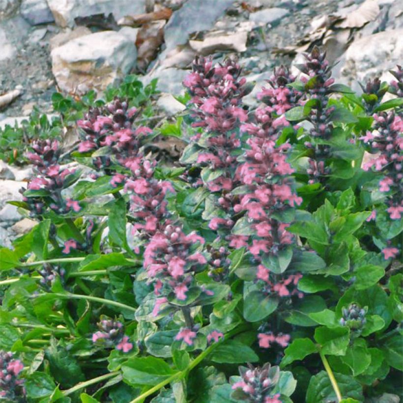 Ajuga reptans Pink Elf - Kriechender Günsel (Blüte)