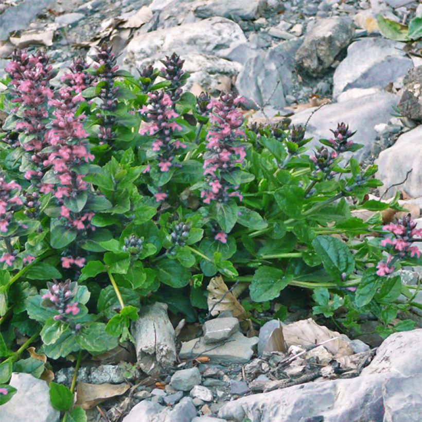 Ajuga reptans Pink Elf - Kriechender Günsel (Wuchs)