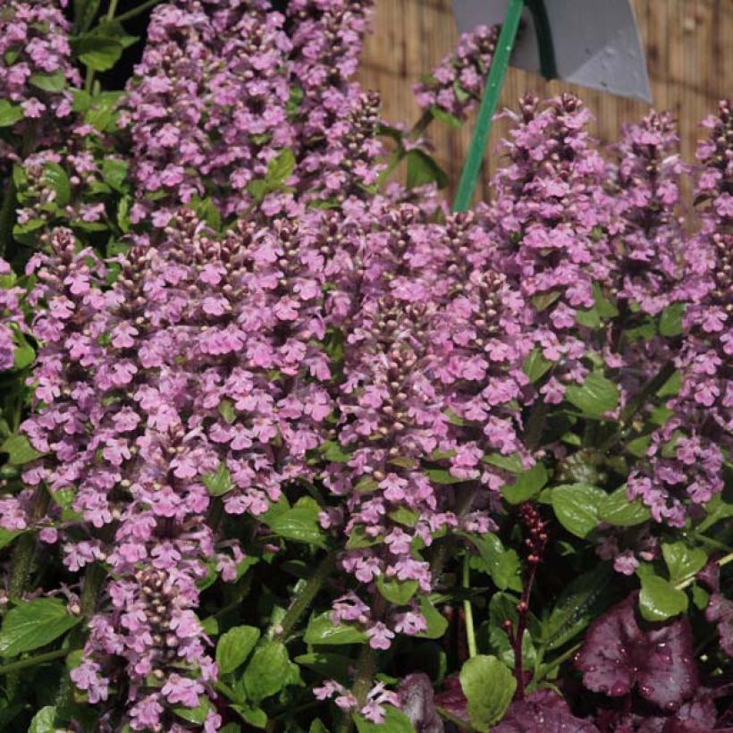 Ajuga reptans Purple Torch - Kriechender Günsel (Wuchs)