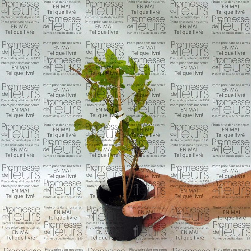 Beispiel eines Exemplars von Akebia quinata Kleine Töpfe von 8/9 cm wie geliefert