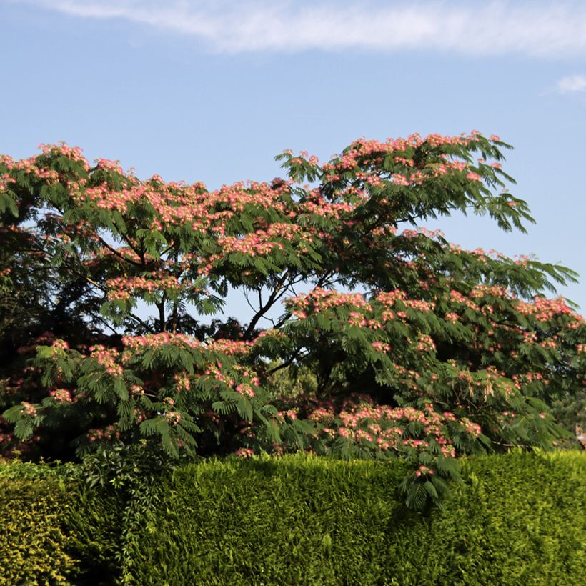 Albizia julibrissin Ombrella - Seidenakazie (Wuchs)