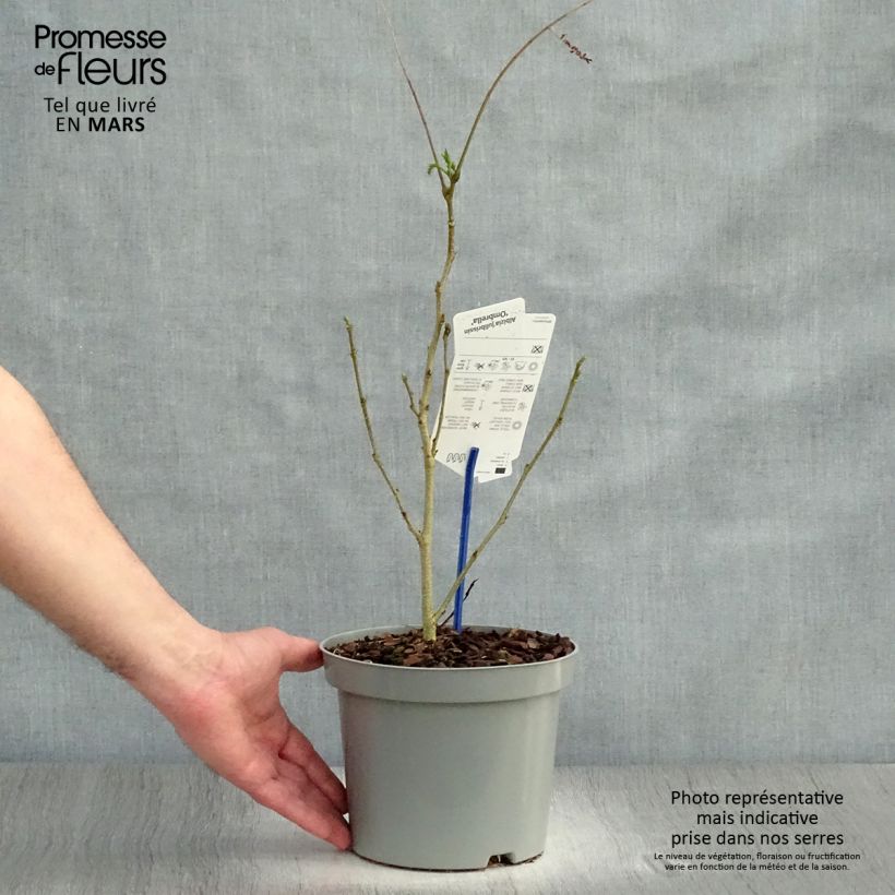 Exemplar von Albizia julibrissin Ombrella - Seidenakazie Topf mit 3L/4L wie im Frühjahr geliefert