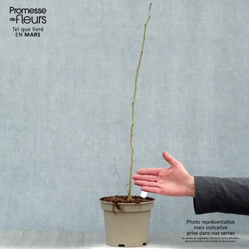 Exemplar von Albizzia julibrissin Rosea - Seidenakazie Topf mit 2L/3L wie im Frühjahr geliefert