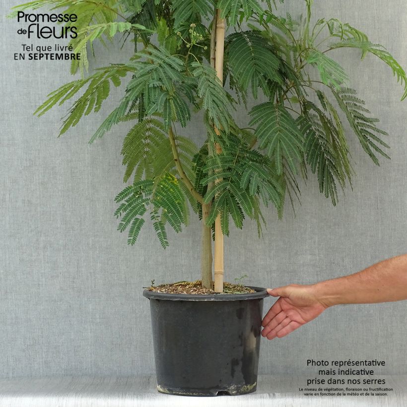 Exemplar von Albizia julibrissin Rouge Selection - Seidenakazie Topf mit 12L/15L, Stämmchen wie im Herbst geliefert