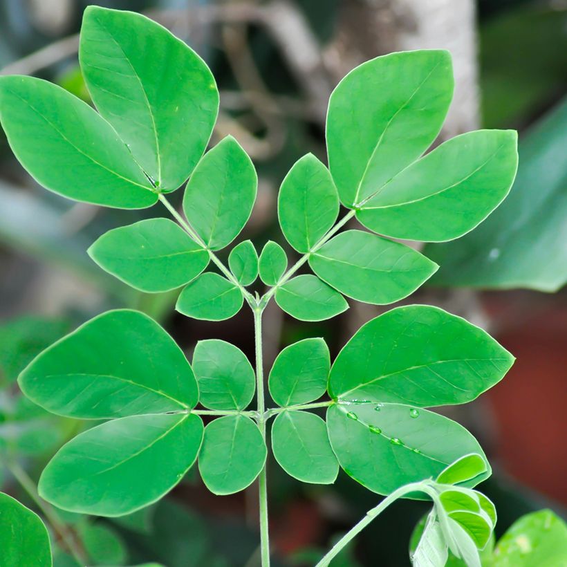 Albizia saman - Regenbaum (Laub)