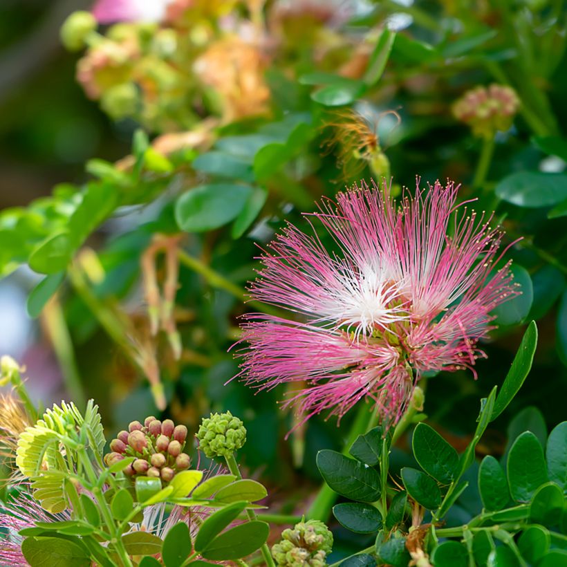 Albizia saman - Regenbaum (Blüte)