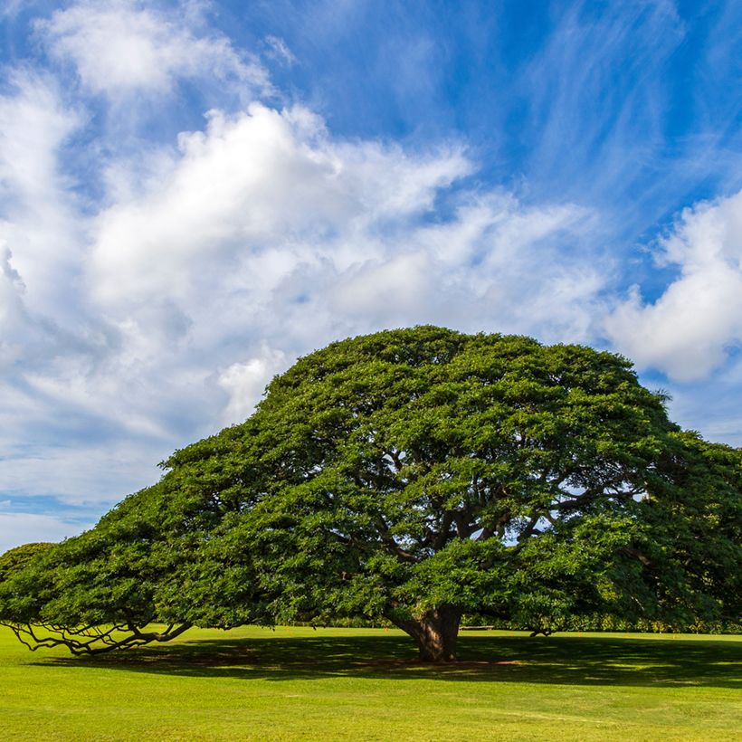 Albizia saman - Regenbaum (Wuchs)