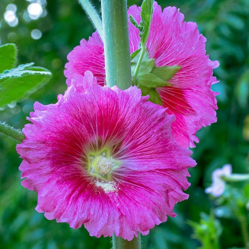 Alcea ficifolia - Feigenblättrige Stockrose (Flowering)