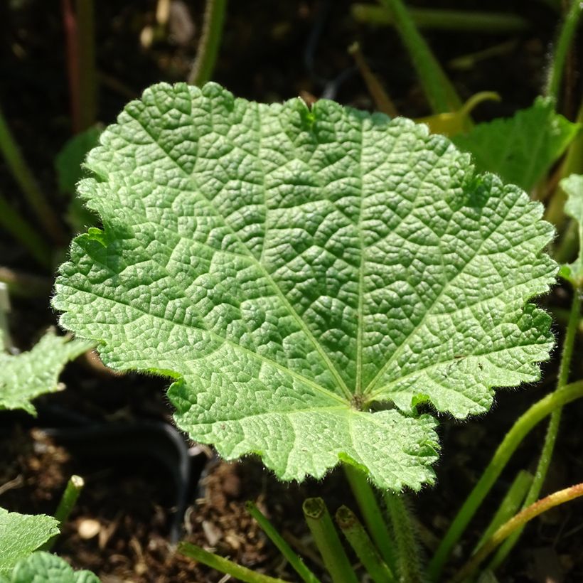 Alcea ficifolia Las Vegas - Feigenblättrige Stockrose (Foliage)