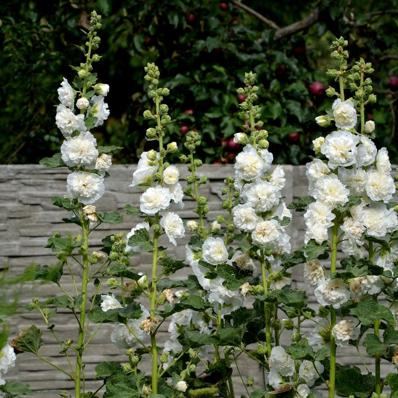Alcea rosea Chater’s Double Icicle (Samen) - Gewöhnliche Stockrose (Plant habit)