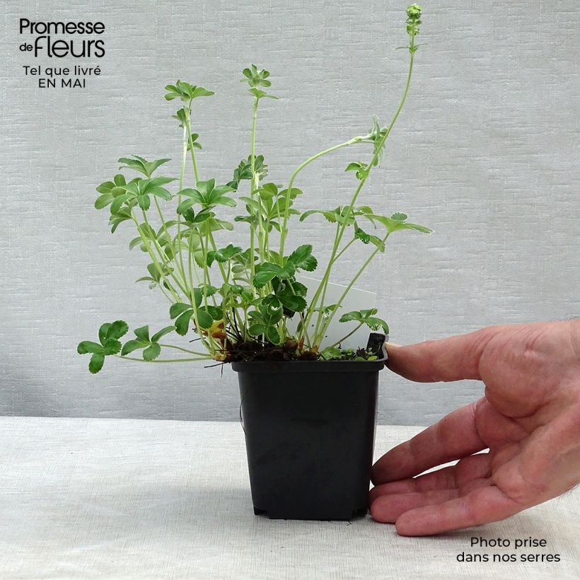 Example of Alchemilla alpina - Alpen-Frauenmantel Kleine Töpfe von 8/9 cm as you get in printemps