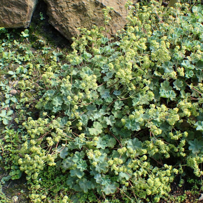 Alchemilla caucasica - Kaukasicher Frauenmantel (Wuchs)