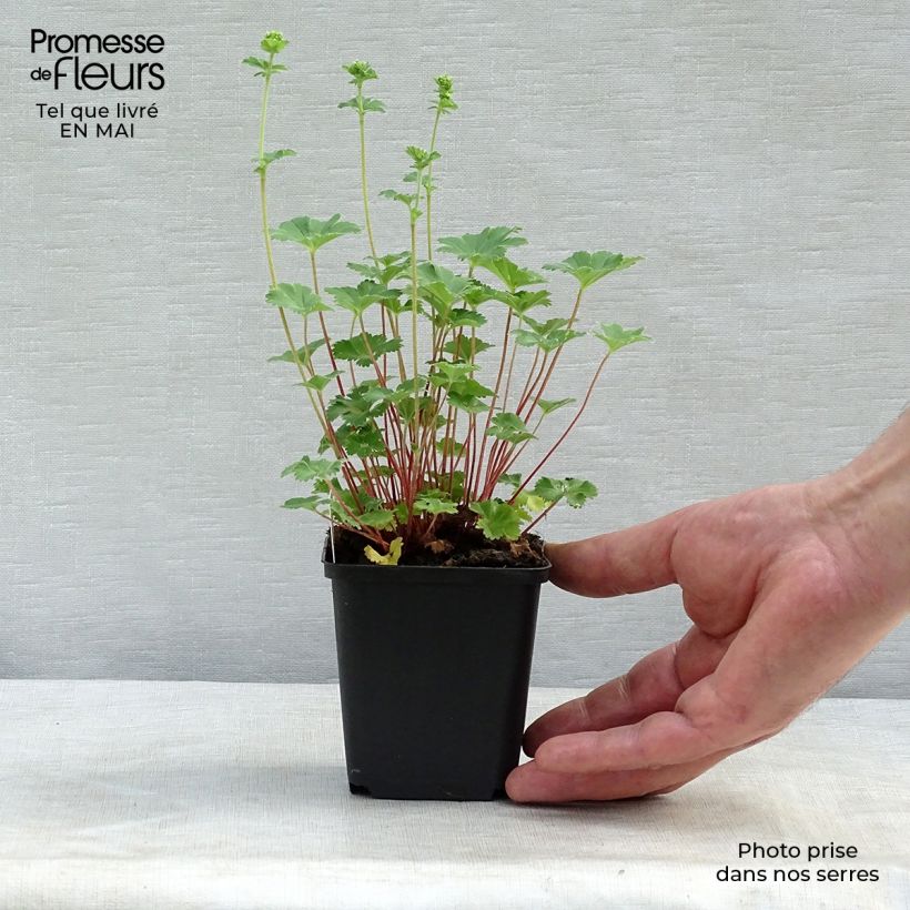 Exemplar von Alchemilla erythropoda - Frauenmantel Kleine Töpfe von 8/9 cm wie im Frühjahr geliefert