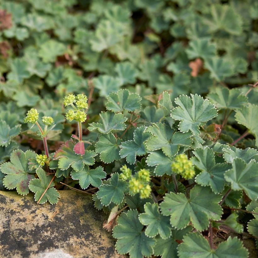 Alchemilla erythropoda - Frauenmantel (Wuchs)