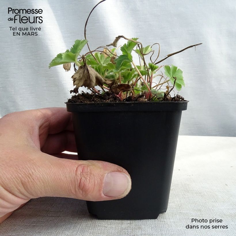 Exemplar von Alchemilla sericata Gold Strike - Frauenmantel Kleine Töpfe von 8/9 cm wie im Frühjahr geliefert