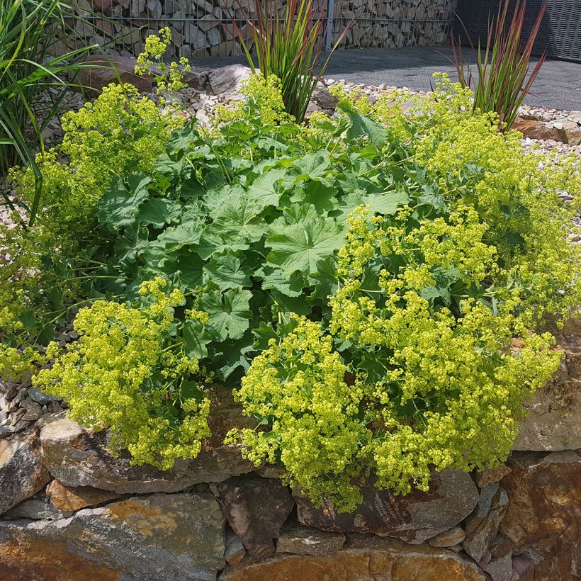 Alchemilla mollis - Weicher Frauenmantel (Wuchs)