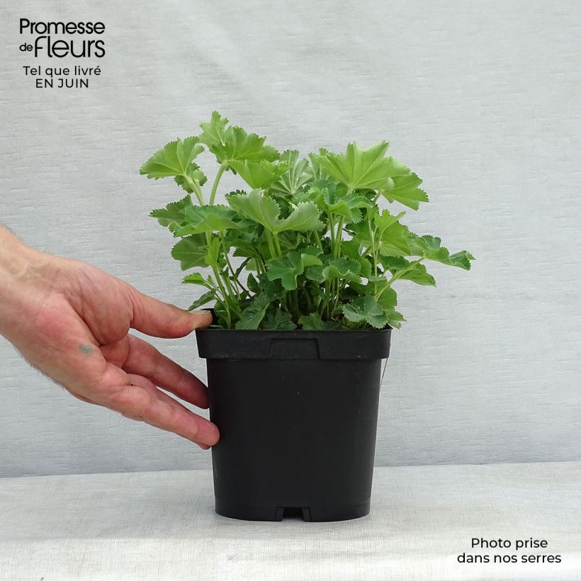 Exemplar von Alchemilla mollis - Weicher Frauenmantel Topf mit 2L/3L wie im Sommer geliefert