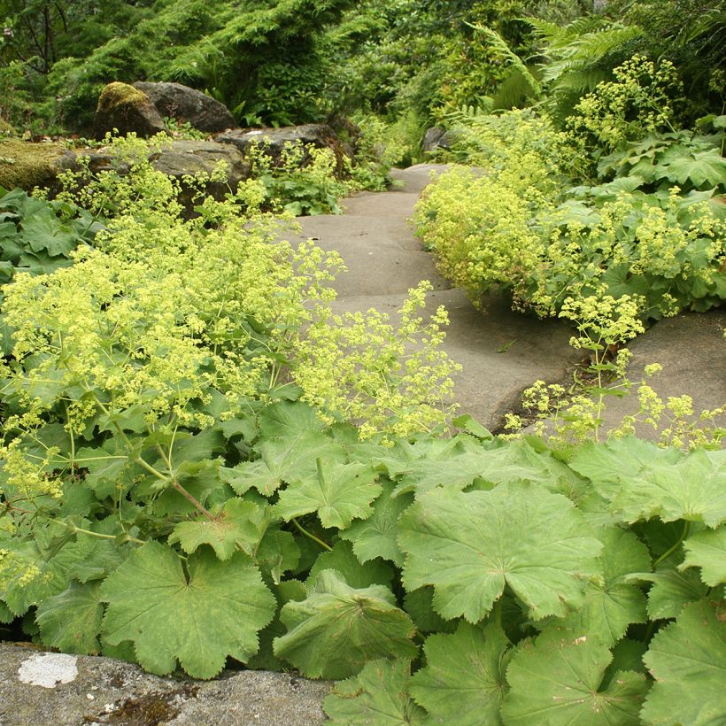 Alchemilla vulgaris - Gemeiner Frauenmantel (Wuchs)