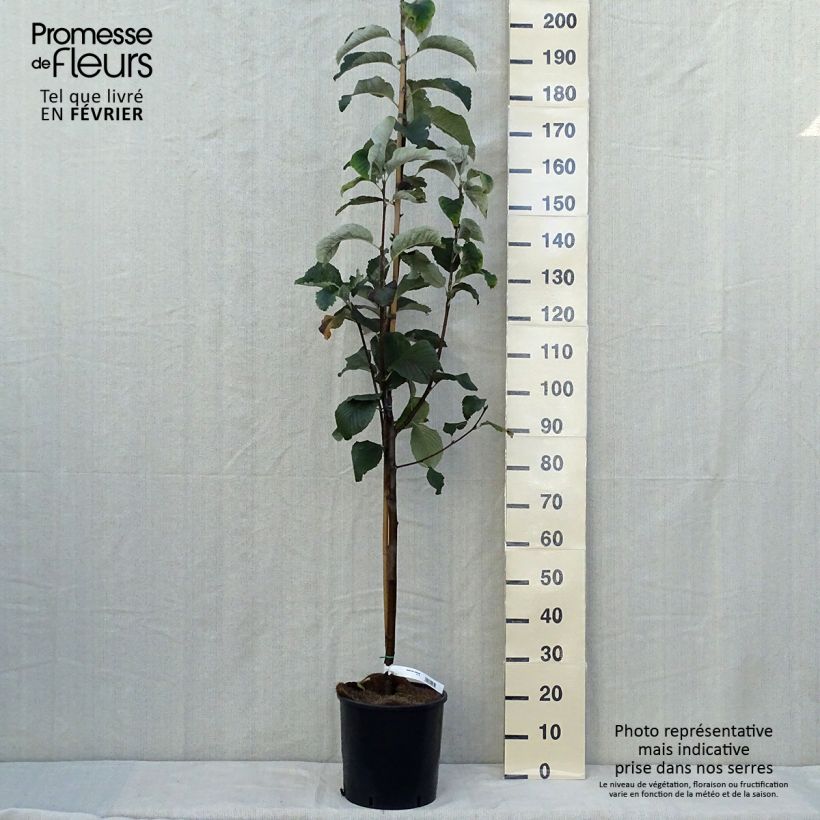 Exemplar von Echte Mehlbeere Lutescens - Sorbus aria Topf mit 12L/15L, Stamm wie im Herbst geliefert