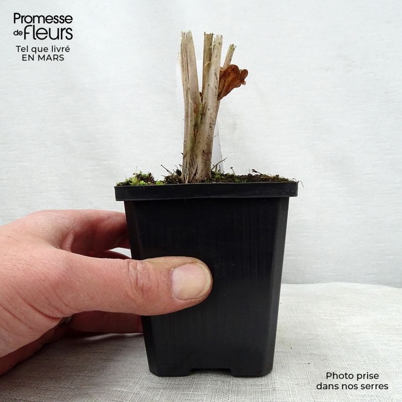 Exemplar von Alisma parviflora - Rundblättrige Froschlöffel Kleine Töpfe von 8/9 cm wie im Frühjahr geliefert